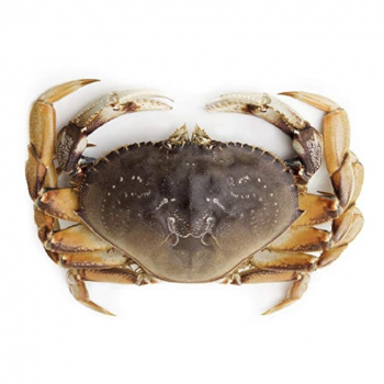 Dungeness Crab - L （about1.7-1.9lb）